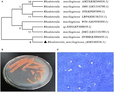 Isolation, Identification, and Function of Rhodotorula mucilaginosa TZR2014 and Its Effects on the Growth and Health of Weaned Piglets